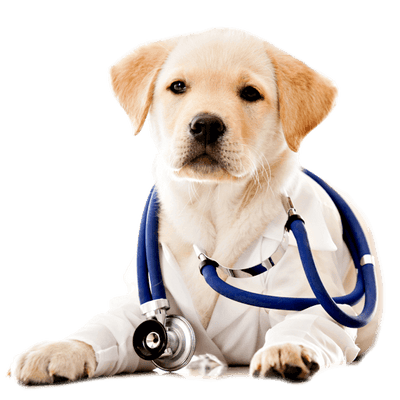 Pets Health